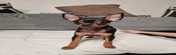 Miniature Pinscher dogs for sale: Miniature Pinscher - Advert 3