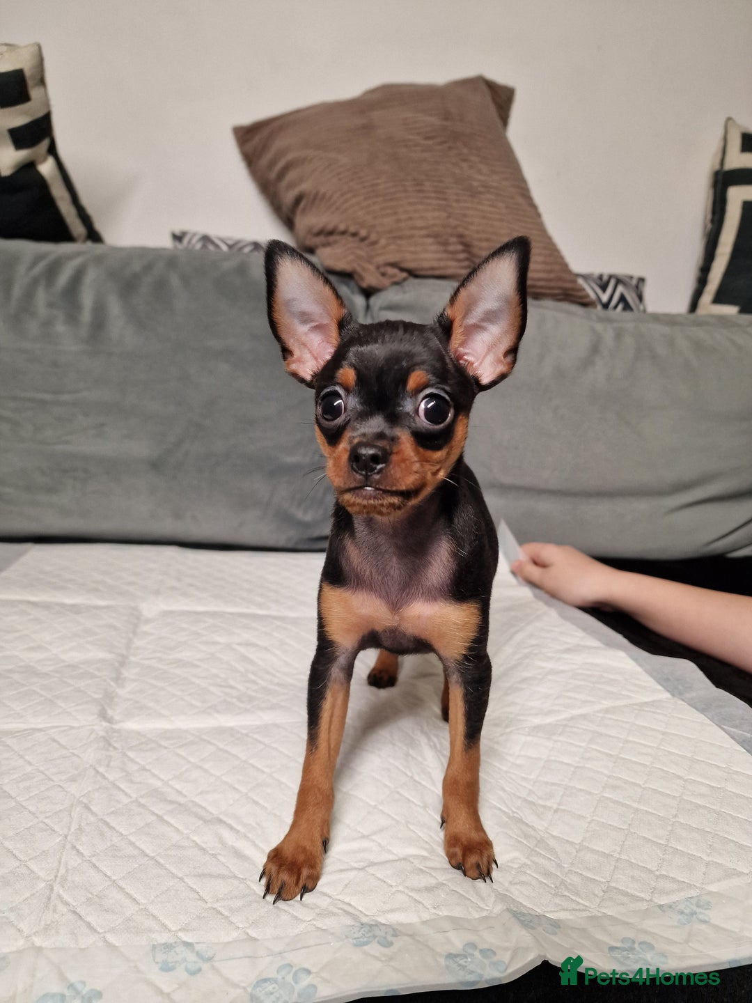 Miniature Pinscher dogs for sale: Miniature Pinscher - Advert 3