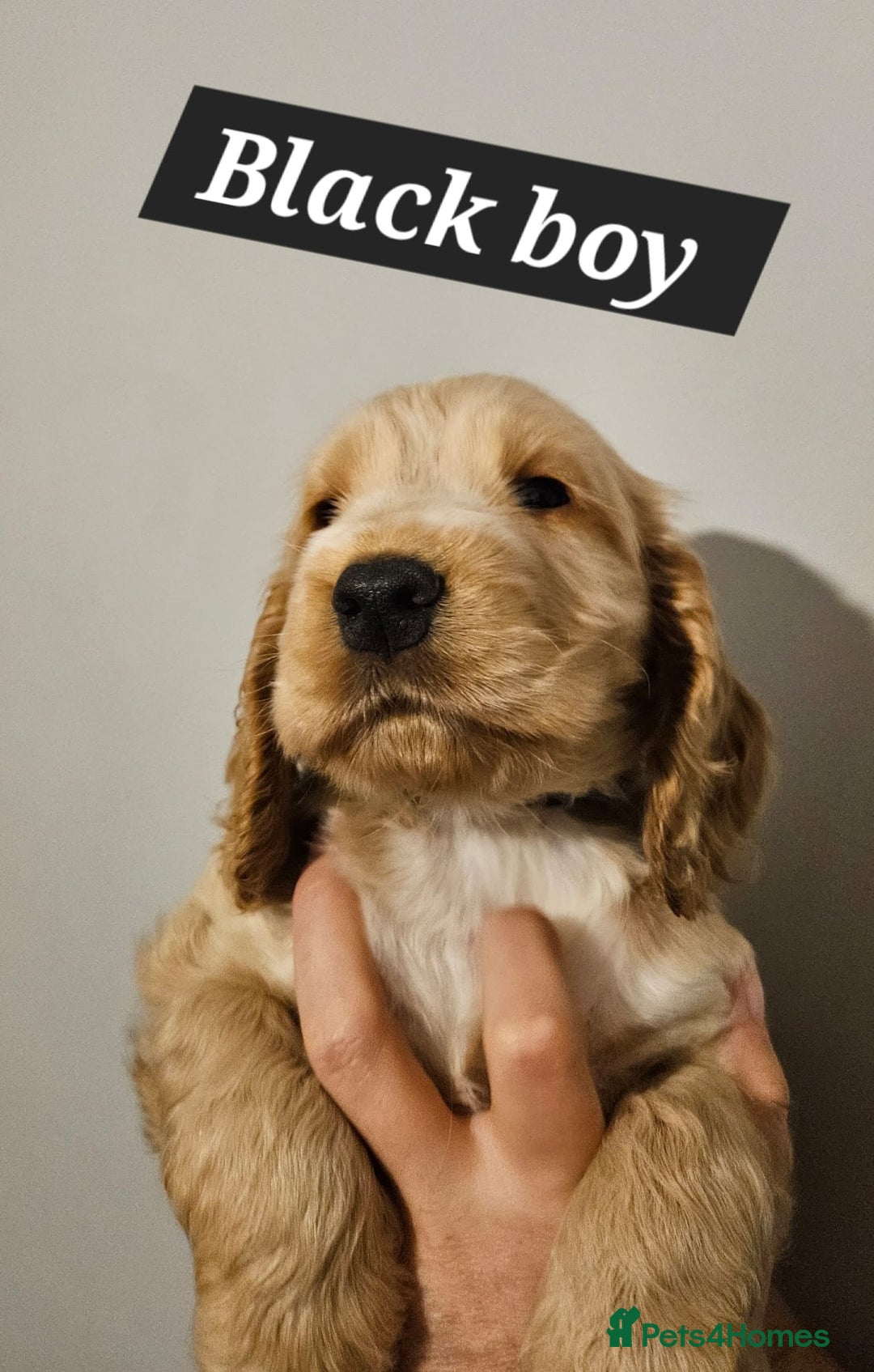 Cocker Spaniel dogs for sale: READY NOW ! Kc reg show cockers - Advert 8