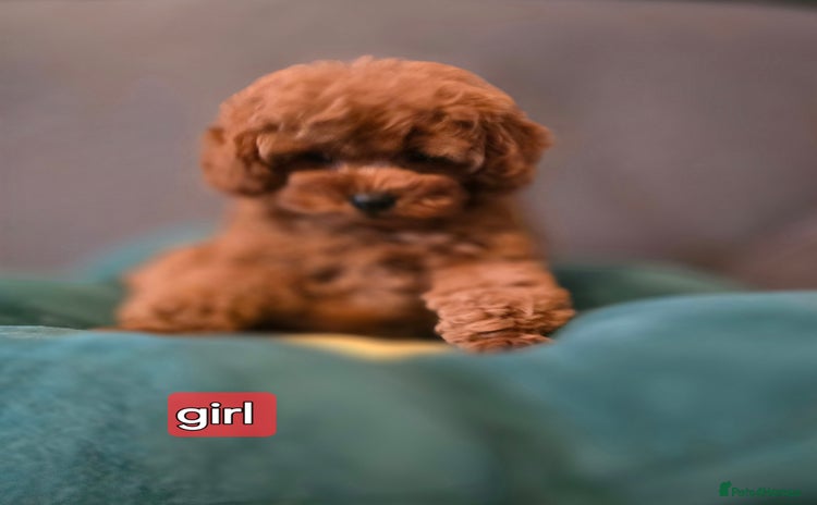 Toy Poodle dogs - Advert 2