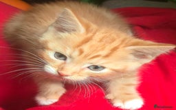 Mixed Breed cats for sale: Kittens for sale - Image 9