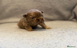 French Bulldog dogs for sale: 🐶 Beautiful Litter Of French Bulldogs 🐶 - Image 2