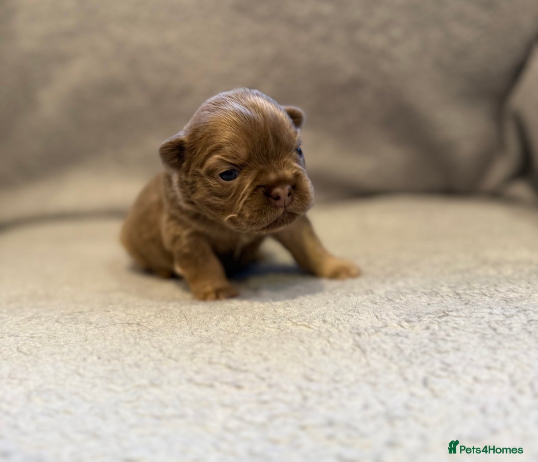 French Bulldog dogs for sale: 🐶 Beautiful Litter Of French Bulldogs 🐶 - Image 2