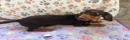 Dachshund dogs for sale: Dachshund puppies  - Advert 14