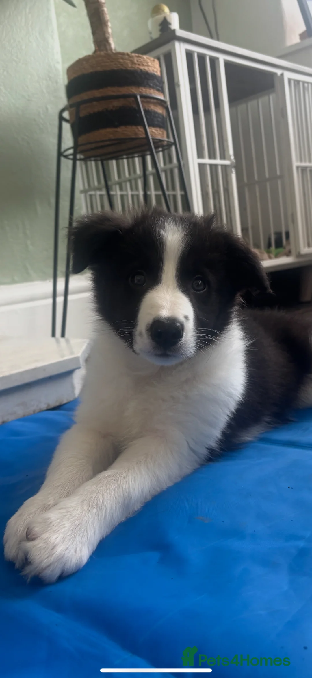 Border Collie dogs for sale: Male border collie puppy  - Advert 2