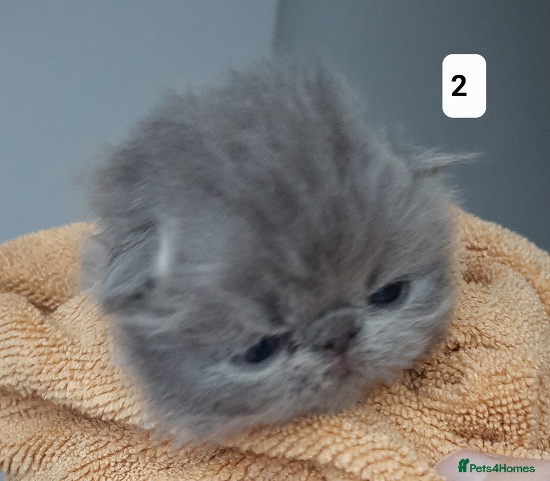 Persian cats for sale: Registered Persian kittens  - Advert 4