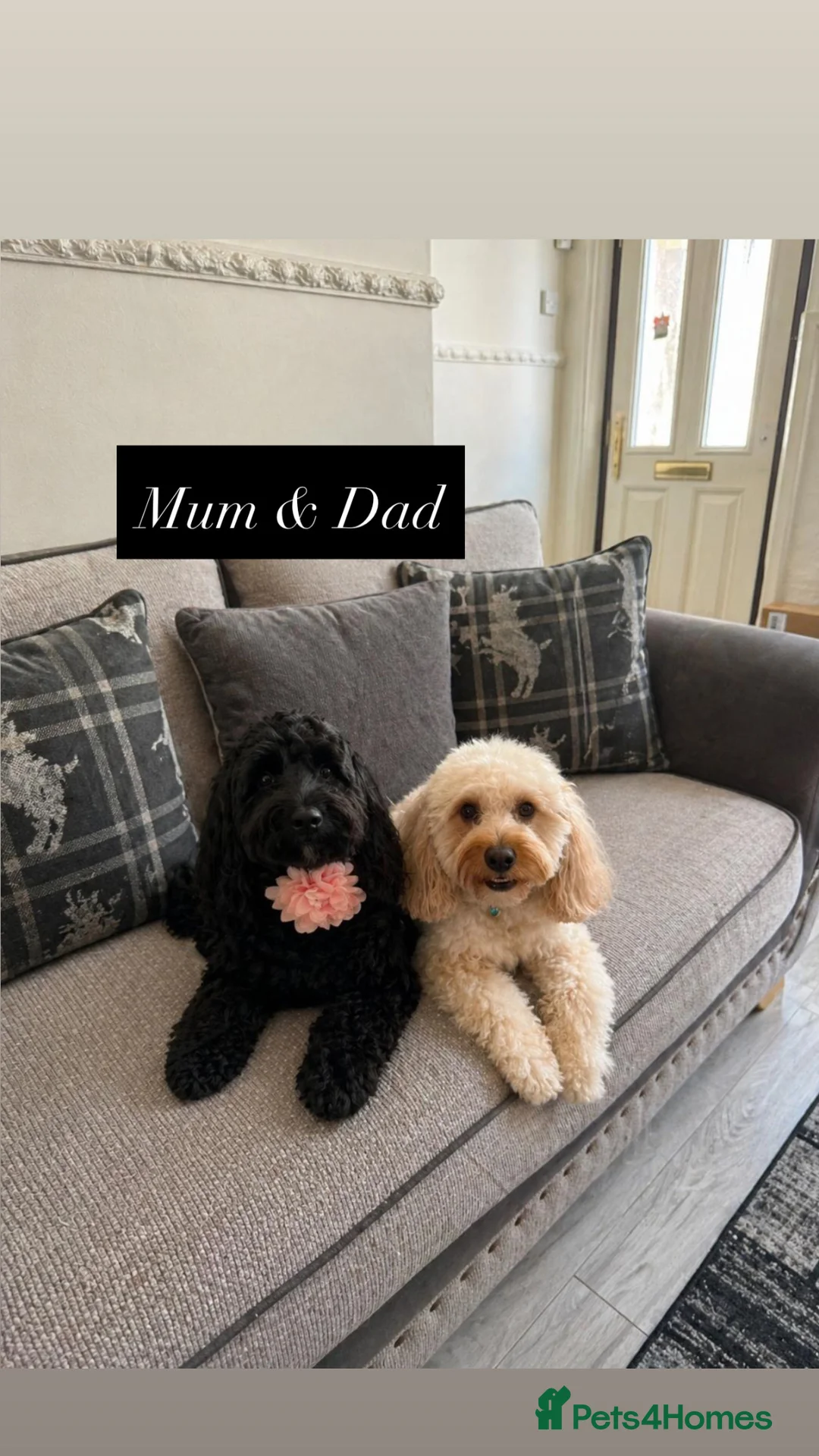 Cockapoo dogs for sale: Cockapoo puppies for sale 2 boys and 1 girl left - Advert 8
