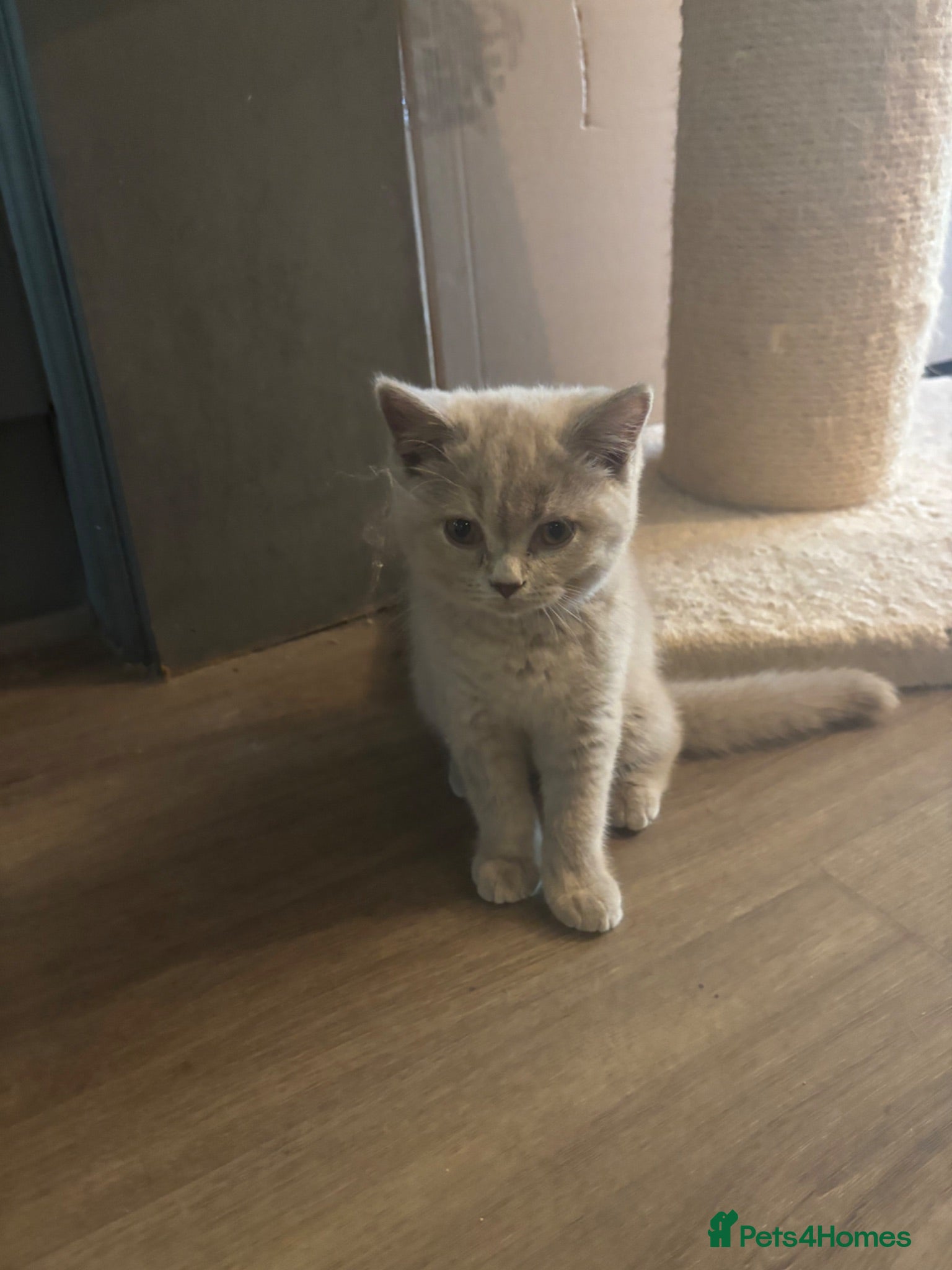 British Shorthair cats ❤️ Two stunning pedigree GCCF’ reg BSH sisters - Advert 1