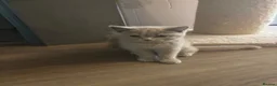 British Shorthair cats for sale: ❤️ A pair of  pedigree GCCF’ reg BSH sisters ❤️   - Advert 1