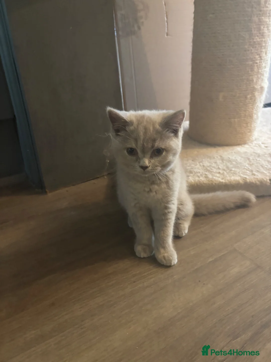 British Shorthair cats for sale: ❤️ A pair of  pedigree GCCF’ reg BSH sisters ❤️   - Advert 1