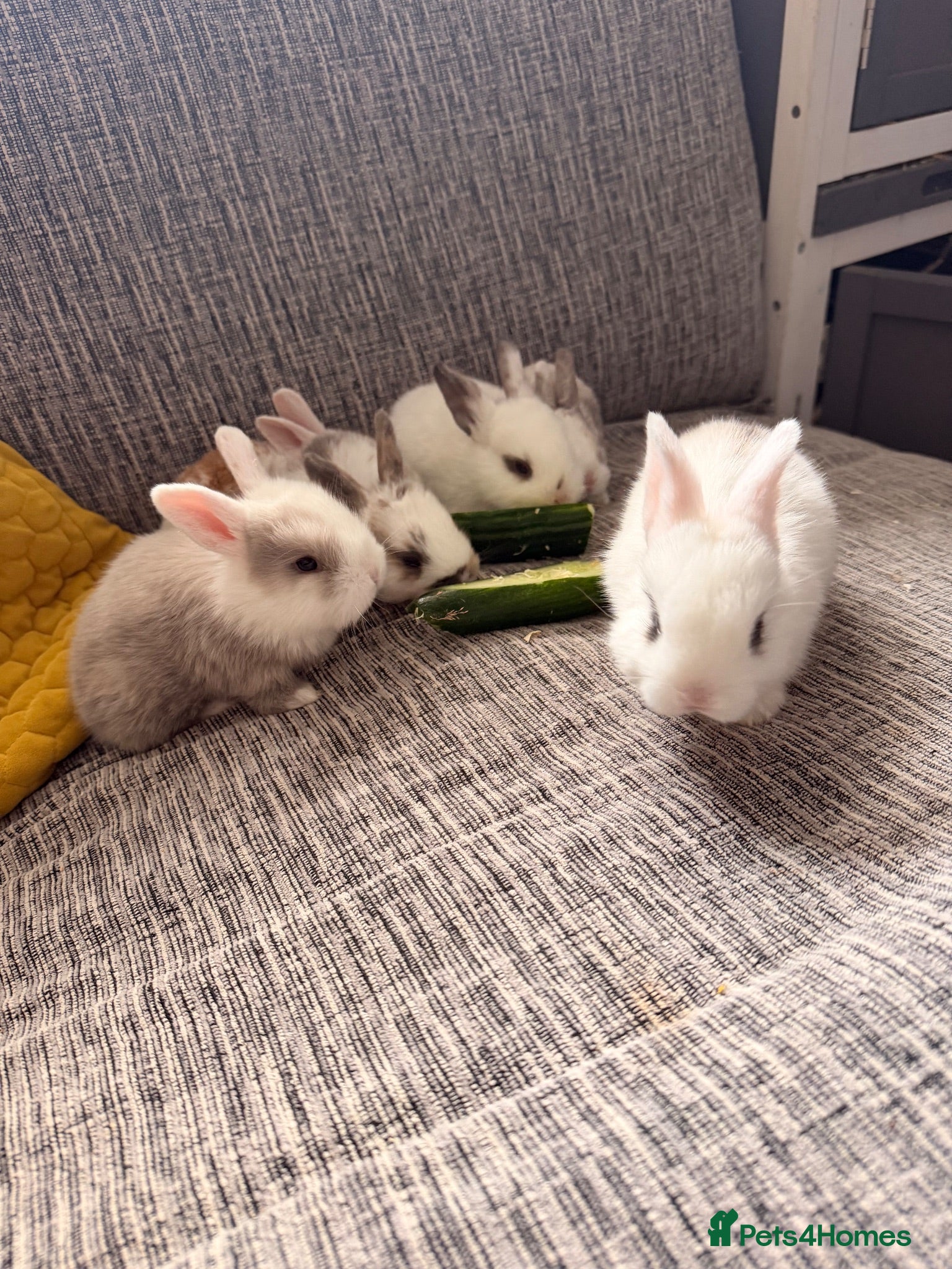 English Lop rabbits Baby bunnies for sale - Advert 3