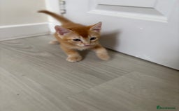 Domestic Shorthair cats for sale: 2 male kittens  - Image 4