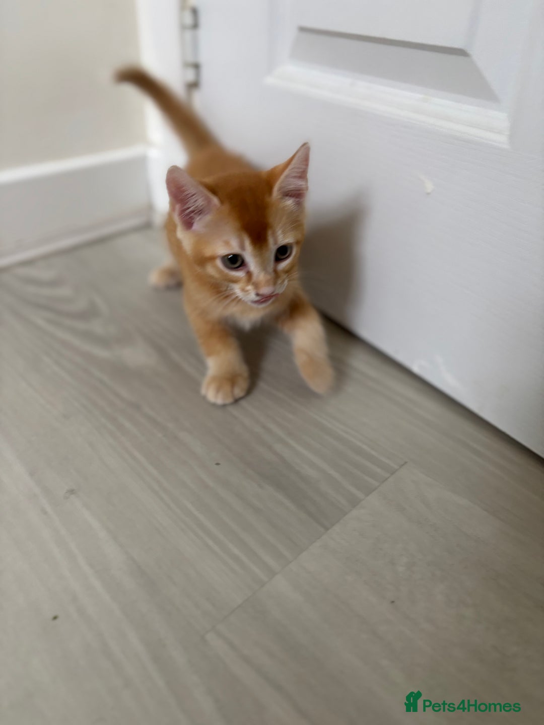 Domestic Shorthair cats for sale: 2 male kittens  - Image 4