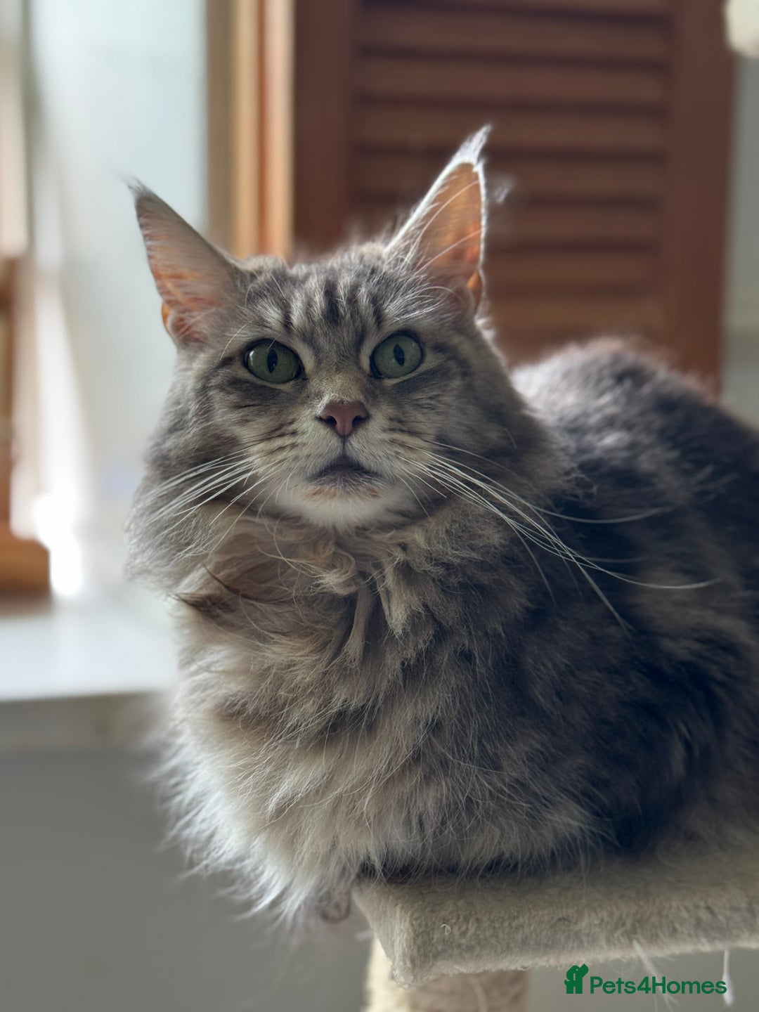 Maine Coon cats for sale: Ready NOW! TICA splendid Maine Coon - Image 16