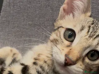 Mixed Breed cats Sepia Bengal X Savannah kittens Extremely rare - Advert 17