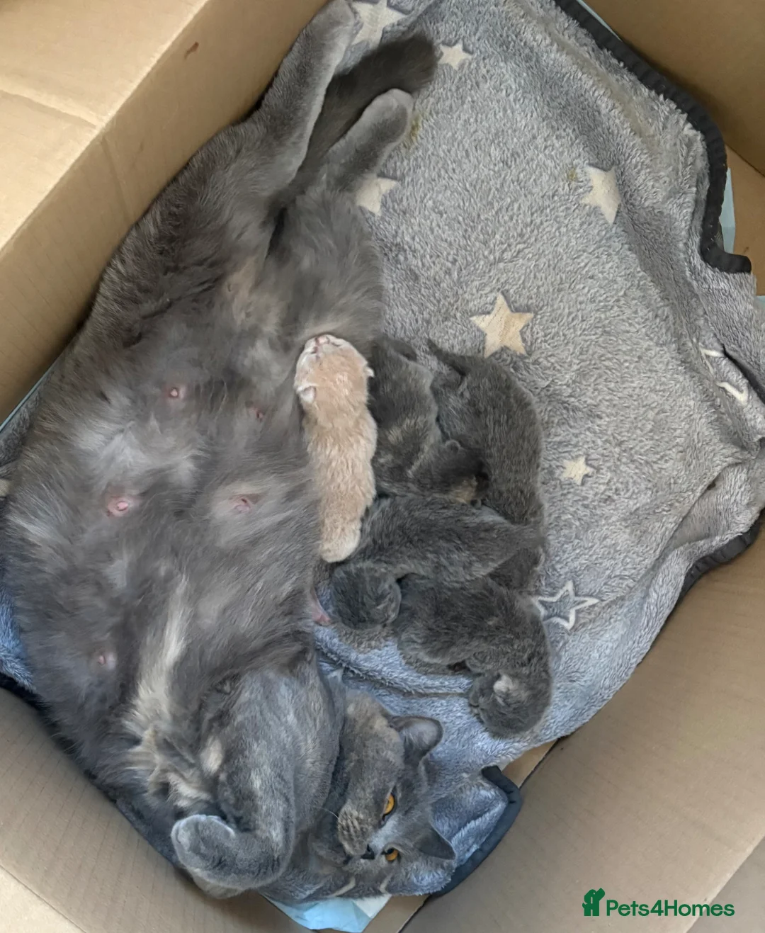 British Shorthair cats for sale: BRITISH SHORTHAIR KITTENS AVAILABLE 😻😻😻 - Advert 1