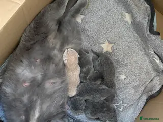 British Shorthair cats BRITISH SHORTHAIR KITTENS AVAILABLE 😻😻😻 - Advert 2