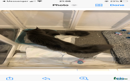 Maine Coon cats for sale: Black/Blue Smoke Maine Coon - Image 22