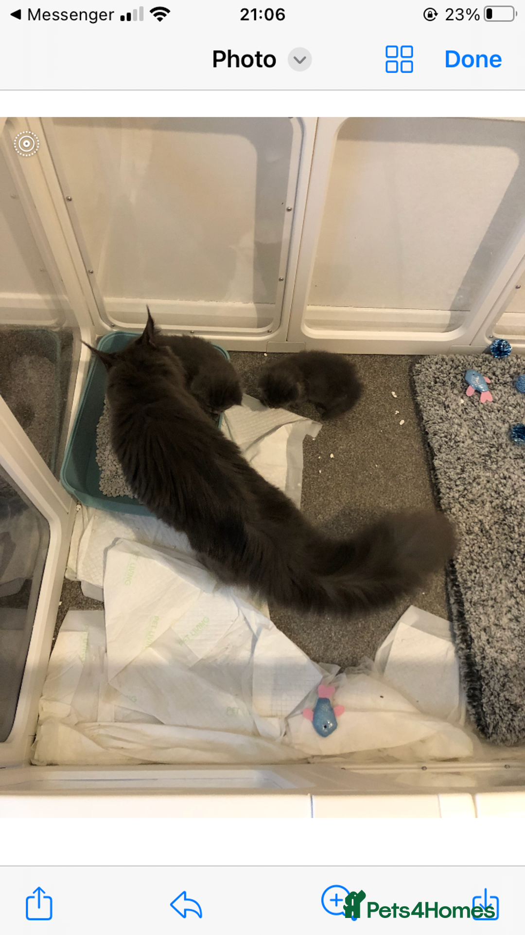 Maine Coon cats for sale: Black/Blue Smoke Maine Coon - Image 22