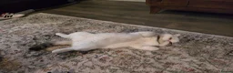 Exotic cats for sale: Exotic Male - Advert 7