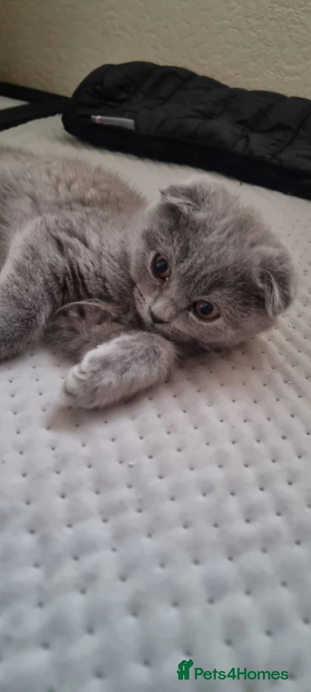 Scottish Fold cats for sale: Two Gorgeous kittens left 🐾😻🐾 - Advert 13