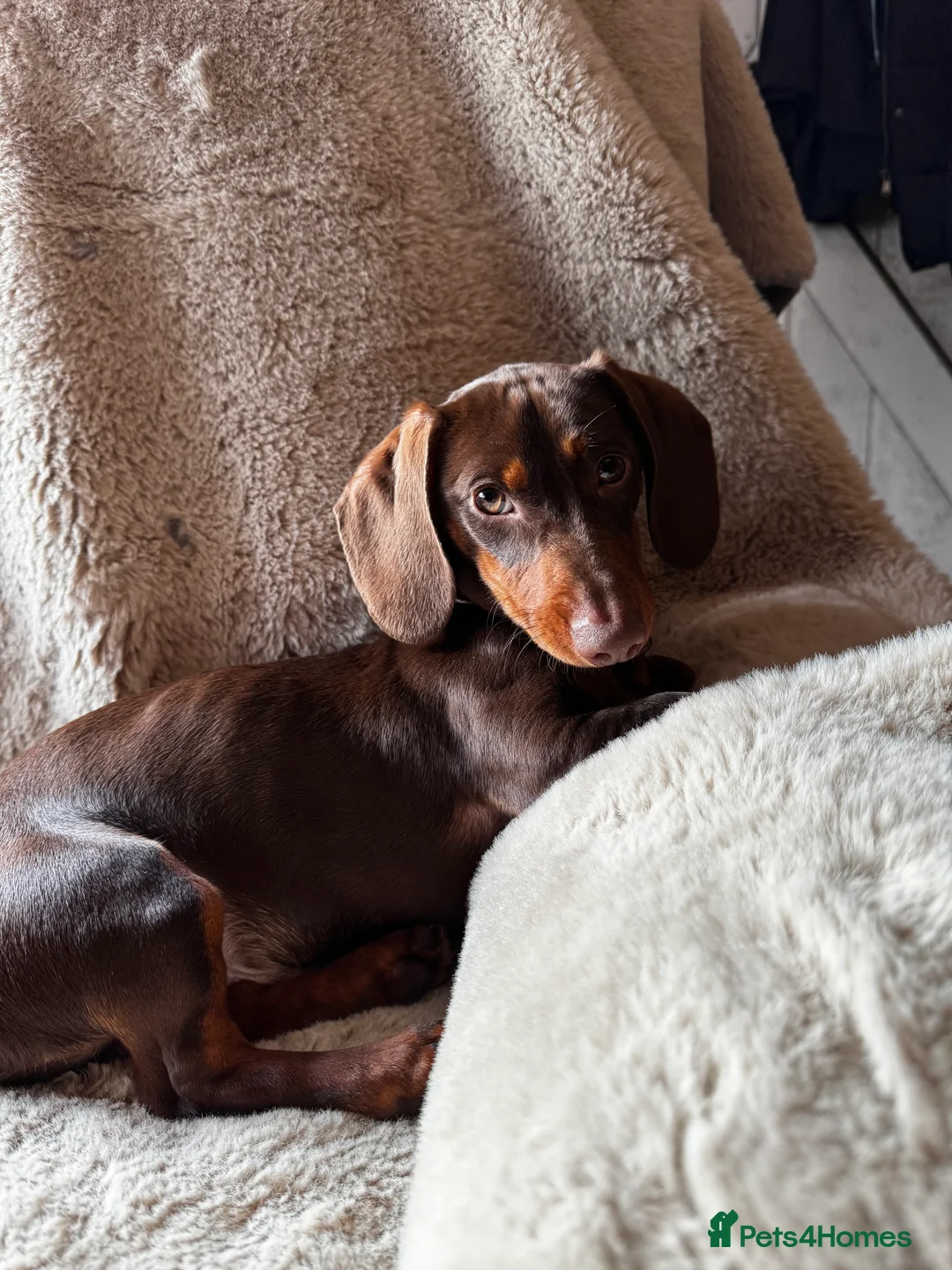 Dachshund dogs for sale: Beautiful dachshund  - Advert 1