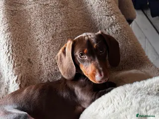 Dachshund dogs Beautiful dachshund - Advert 1