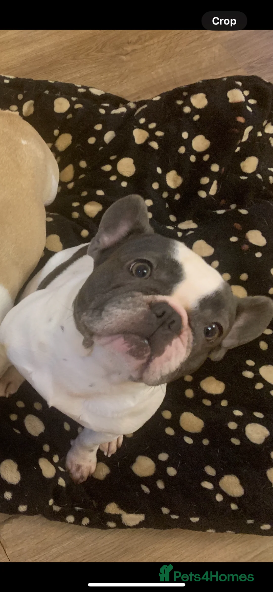 French Bulldog dogs for sale: 5 year old french bulldog looking for new home - Advert 1