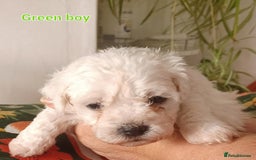 Bichon Frise dogs for sale: GORGEOUS BICHON FRISE❤️ 2 girls 3 boys - Image 8