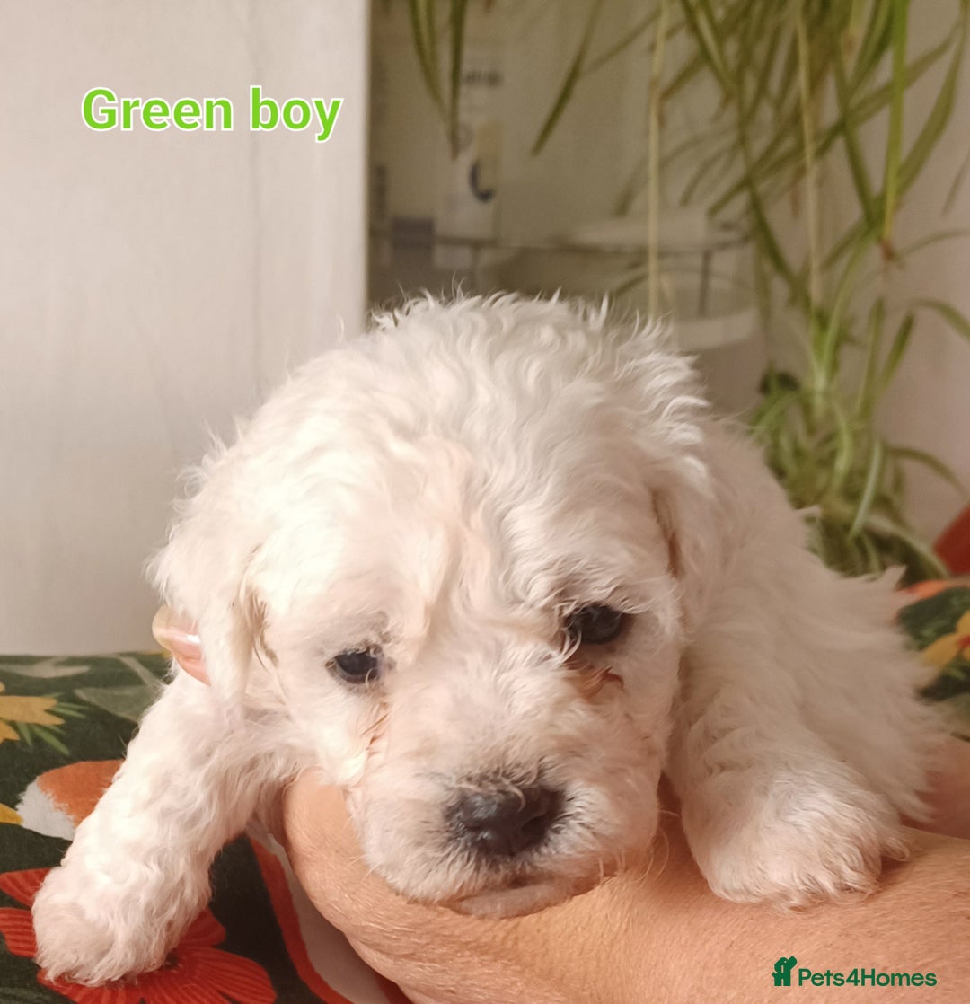 Bichon Frise dogs for sale: GORGEOUS BICHON FRISE❤️ 2 girls 3 boys - Image 8