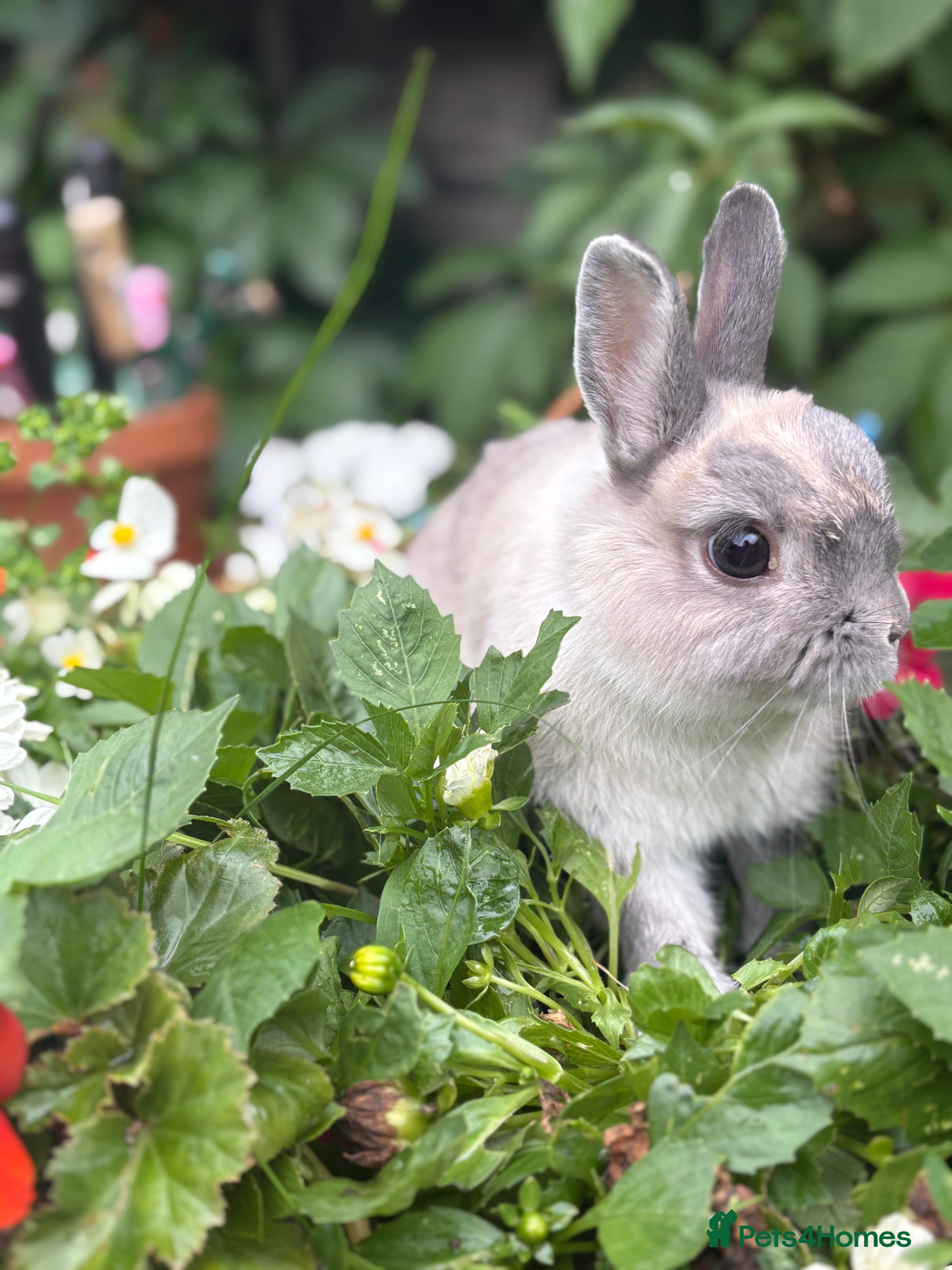 Netherland Dwarf rabbits Adult dwarf rabbits - Advert 1