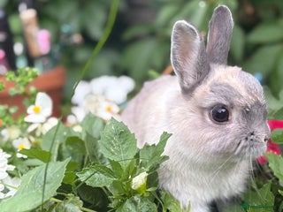 Netherland Dwarf rabbits Adult dwarf rabbits - Advert 3