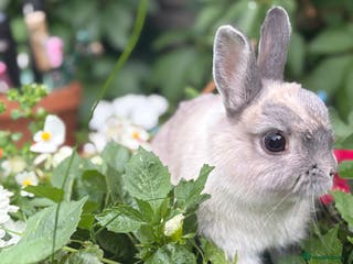 Netherland Dwarf rabbits Adult dwarf rabbits - Advert 9