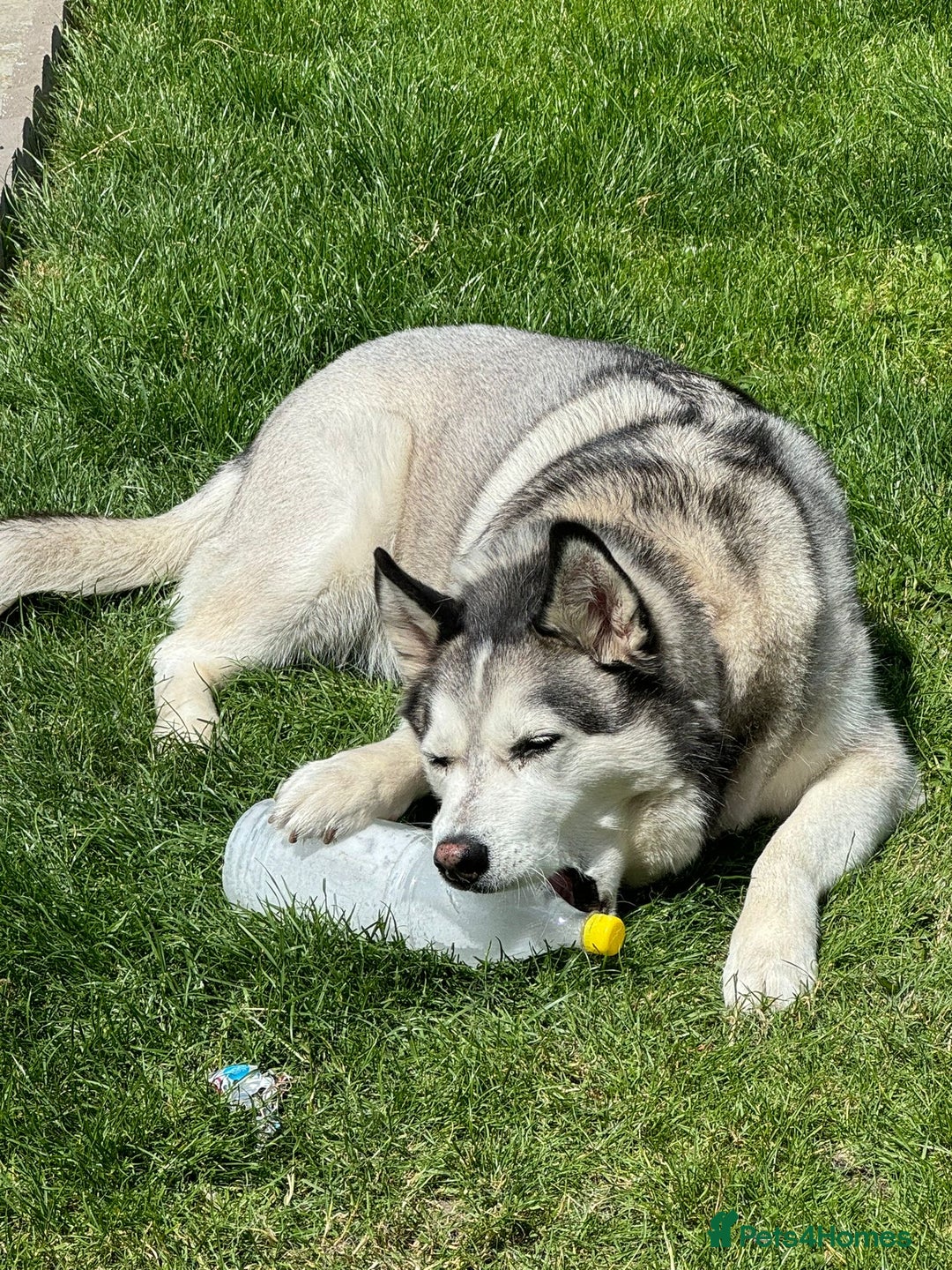 Siberian Husky dogs for sale: The name of the dog is Ice - Advert 6