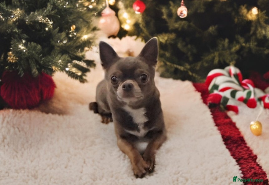 Chihuahua dogs KC reg - Health tested - PROVEN  - Advert 12