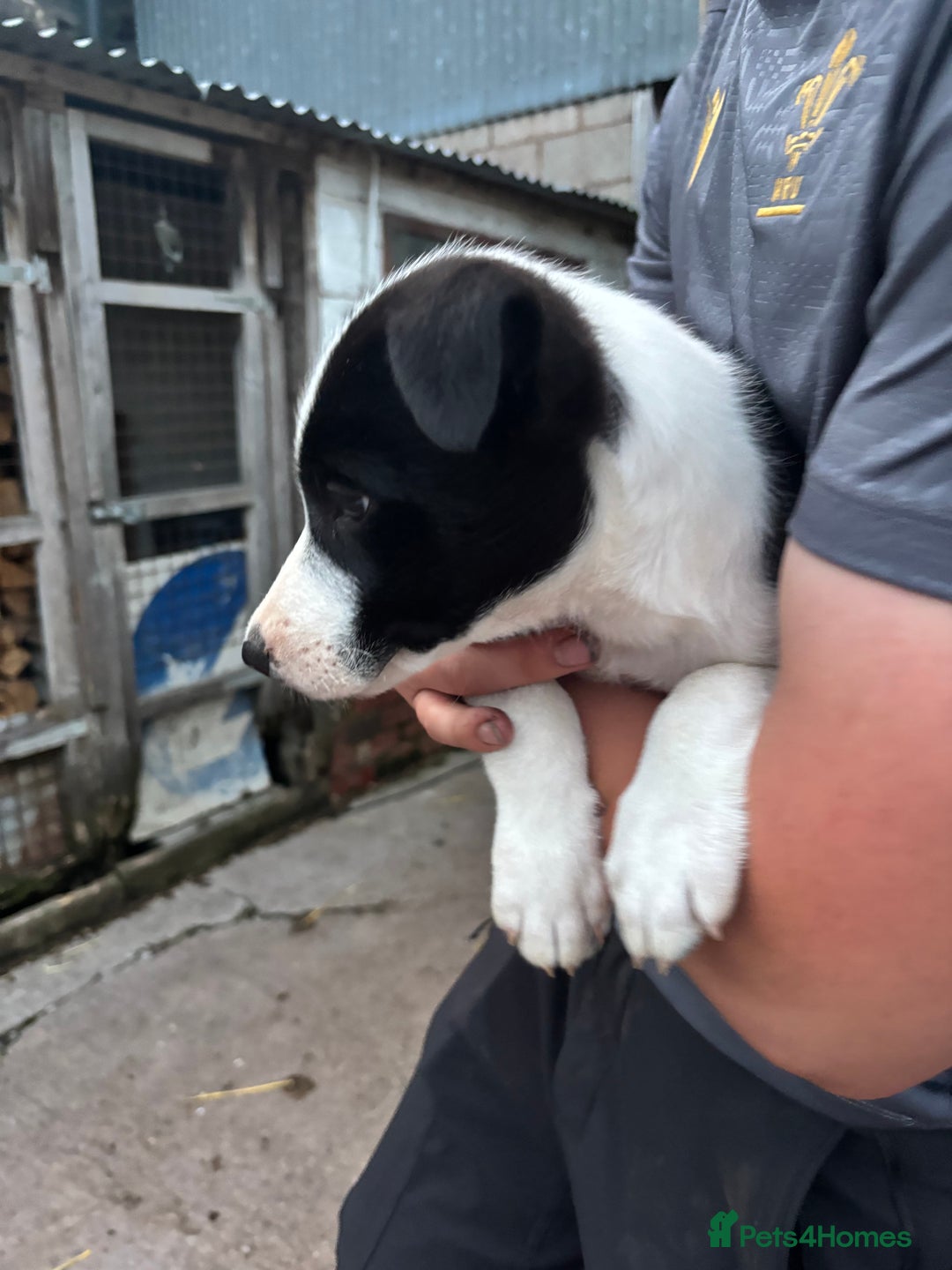 Mixed Breed dogs for sale: 6 collie cross kelpie pups  - Image 11