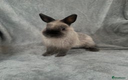 Netherland Dwarf rabbits for sale: Baby Netherland Dwarfs ready in 5 1/2 weeks - Image 2