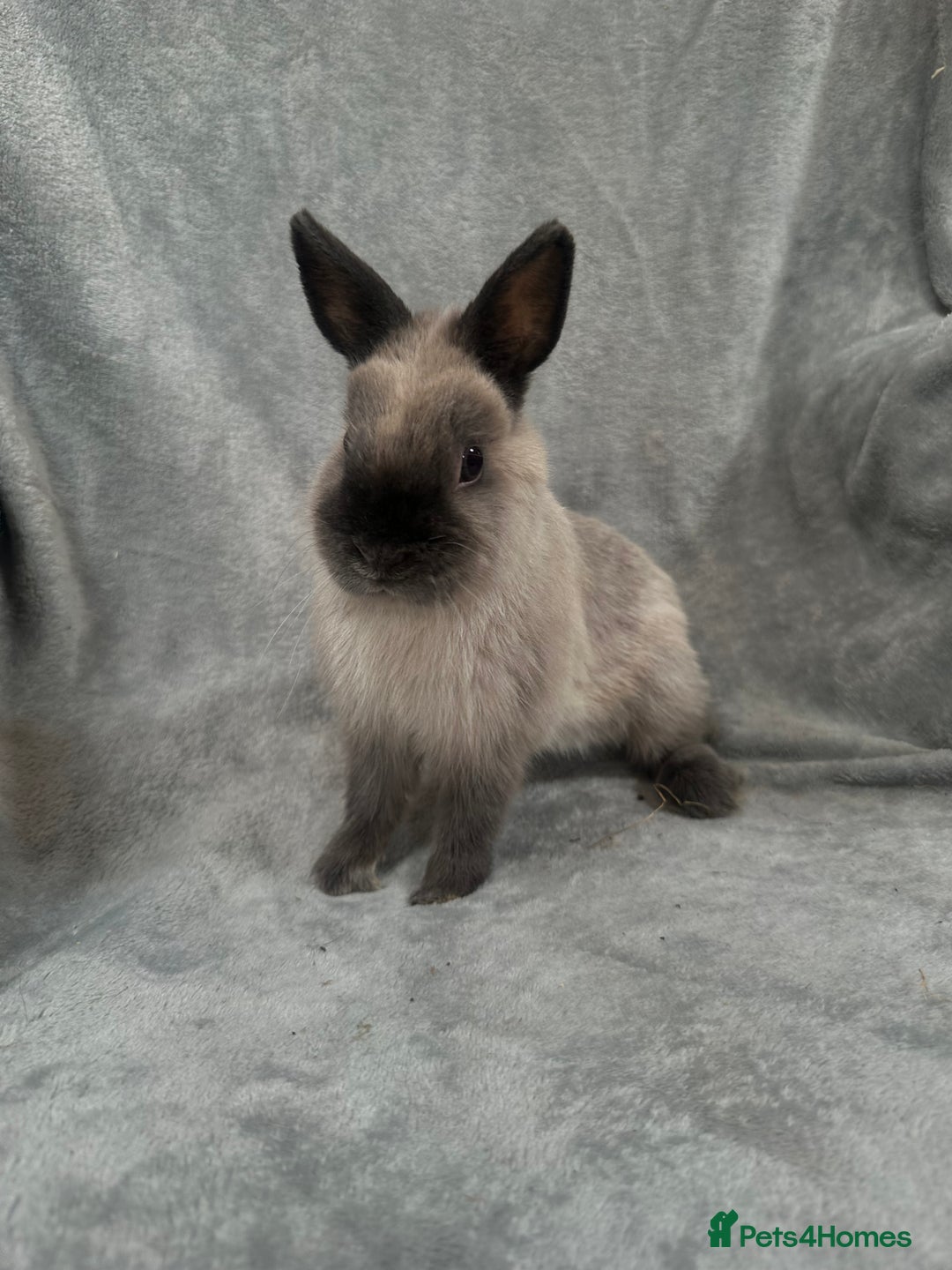 Netherland Dwarf rabbits for sale: Baby Netherland Dwarfs ready in 5 1/2 weeks - Image 2