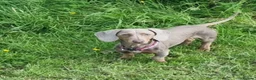 Miniature Dachshund dogs for sale: 💕 Lovely Miniature Dachshund Puppies - Advert 11