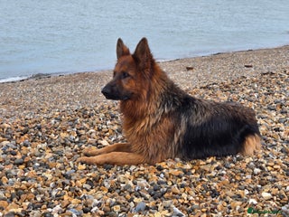German Shepherd dogs TOP QUALITY LONG HAIR GSD FEMALE - Advert 10