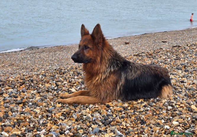 German Shepherd dogs - Advert 2