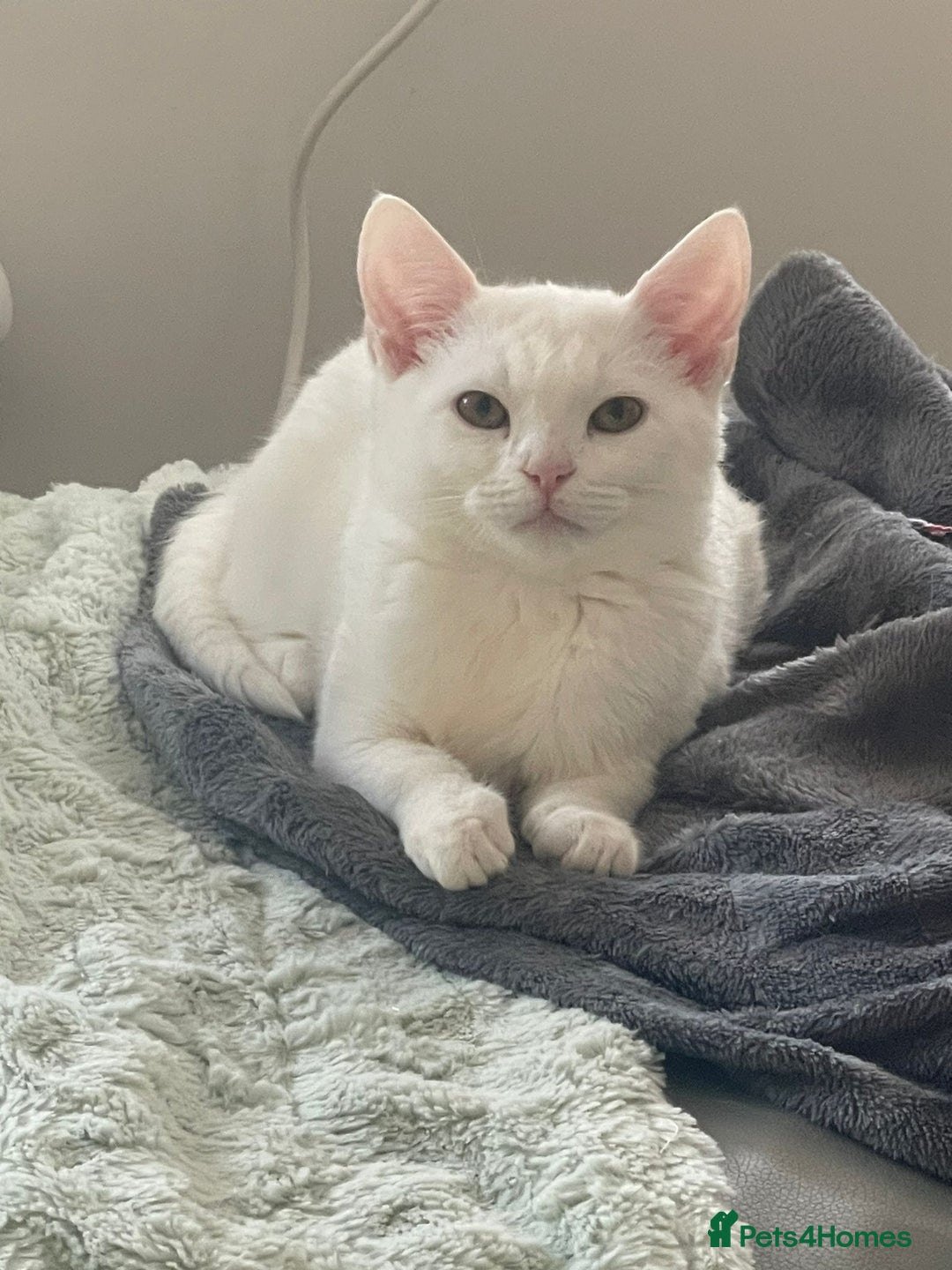 Turkish Angora cats for sale: Beautiful Kittens Looking for Their Forever Homes  - Advert 12