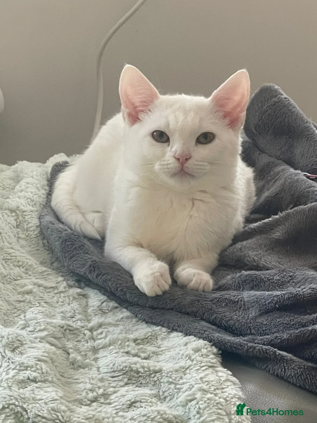 Turkish Angora cats for sale: Beautiful Kittens Looking for Their Forever Homes  - Advert 12