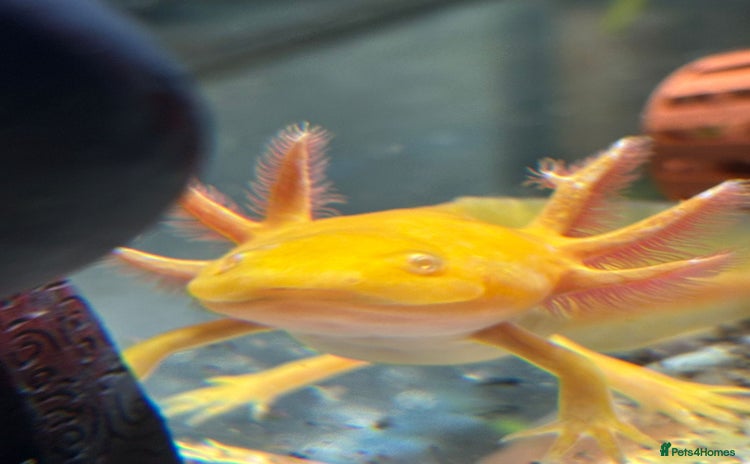 Axolotl reptiles - Advert 9