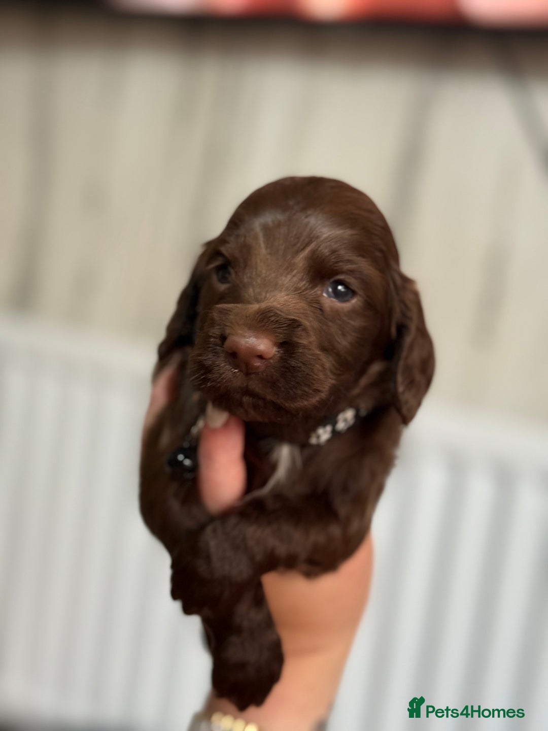 Cocker Spaniel dogs for sale: Cocker spaniel puppies  in Peterlee - Image 18