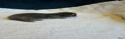 Ragcoon cats for sale: Ragdoll × Maine Coon Kittens rare colours - Advert 24