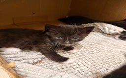 British Shorthair cats for sale: KITTENs males/female longhair shorthair in Dudley - Image 7