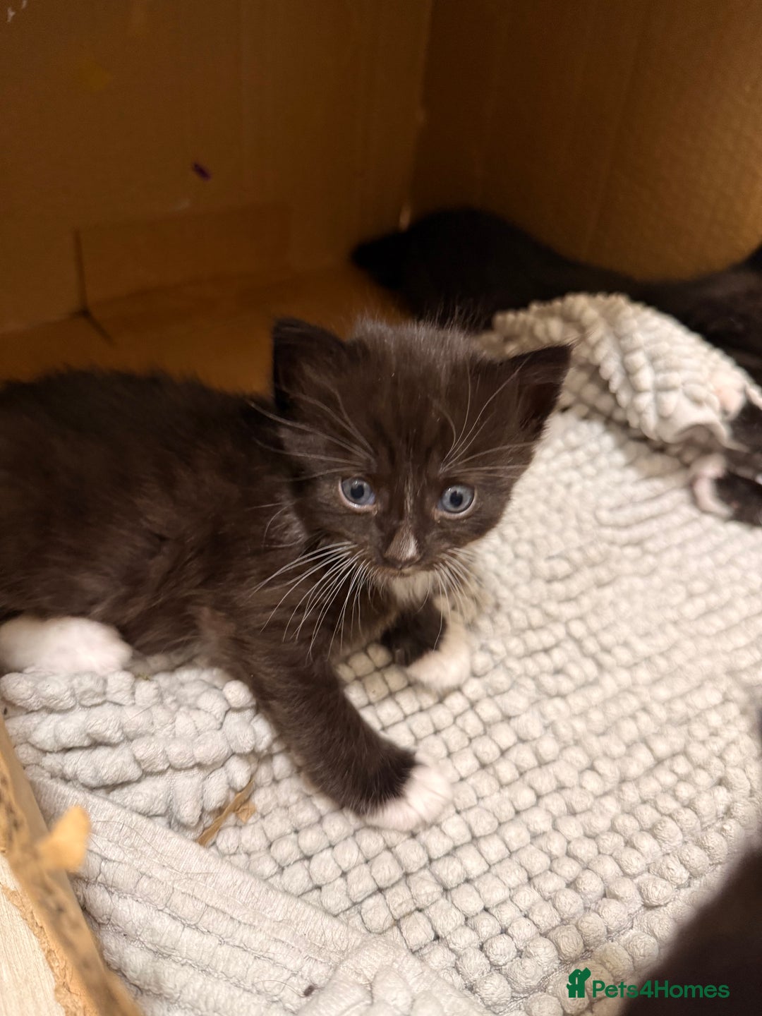 British Shorthair cats for sale: KITTENs males/female longhair shorthair in Dudley - Image 7