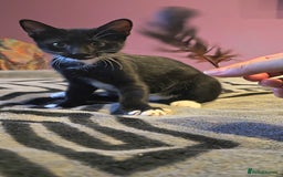 Domestic Shorthair cats for sale: 🐾Fully Vaccinated microchipped kitten BOY🐾 - Image 3