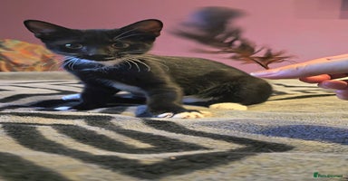 Domestic Shorthair cats - Advert 5